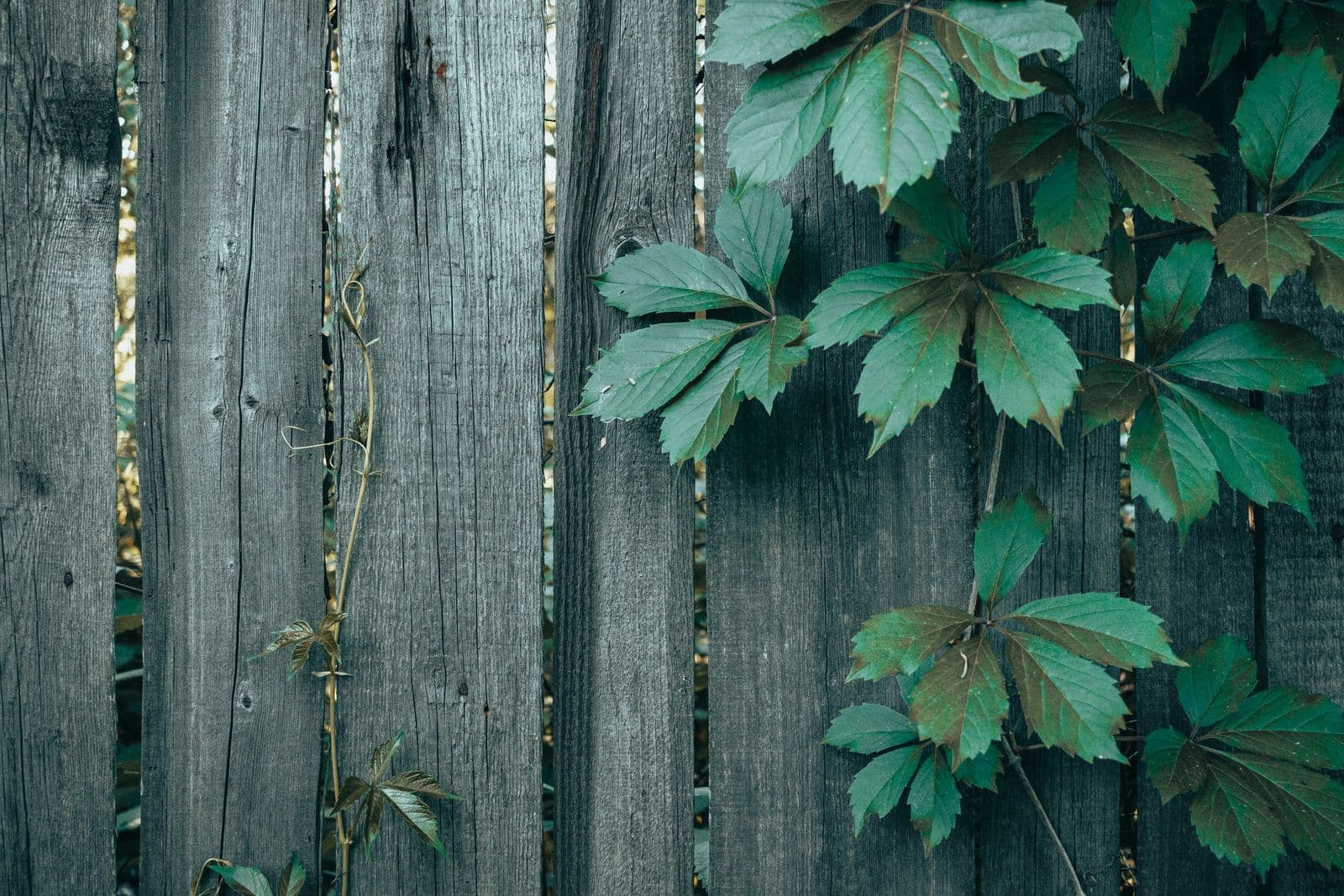Fence Painting